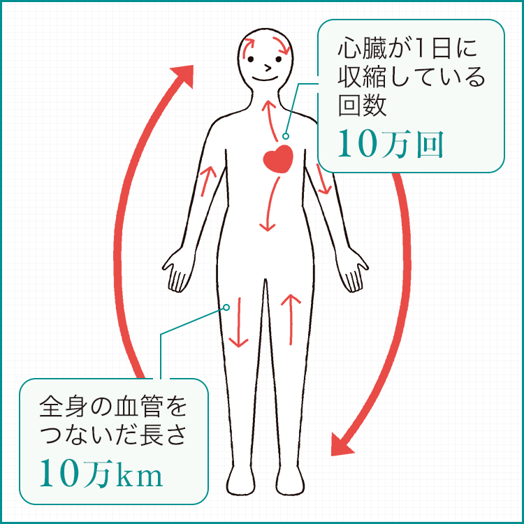 ファンケルクリップのサムネイル